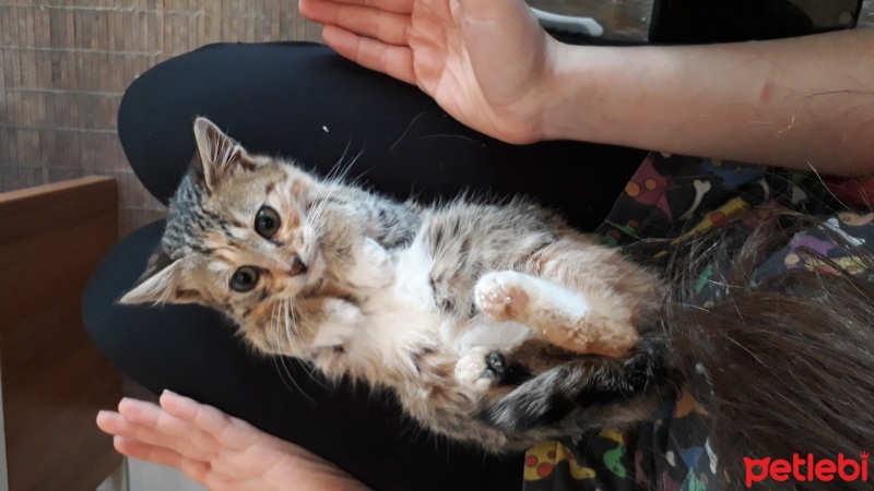 Tekir Kedi, Kedi  ponyo fotoğrafı