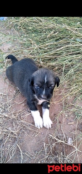 Sokö (Sokak Köpeği), Köpek  Kadife fotoğrafı