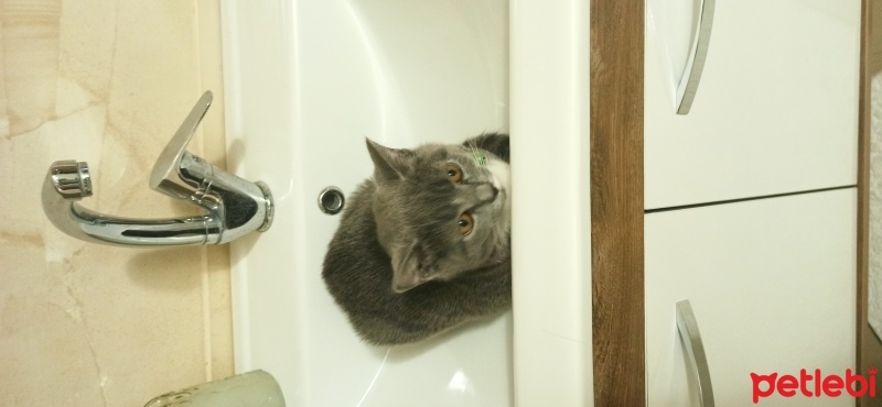 British Shorthair, Kedi  Mia fotoğrafı