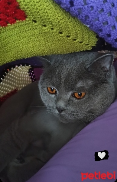 British Shorthair, Kedi  Mia fotoğrafı