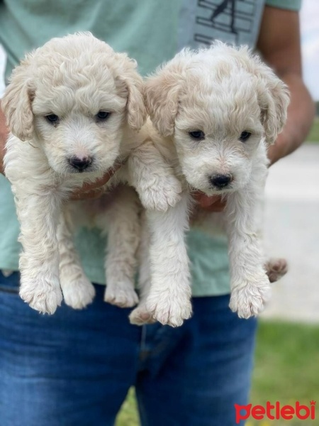 Welsh Terrier, Köpek  Metin fotoğrafı