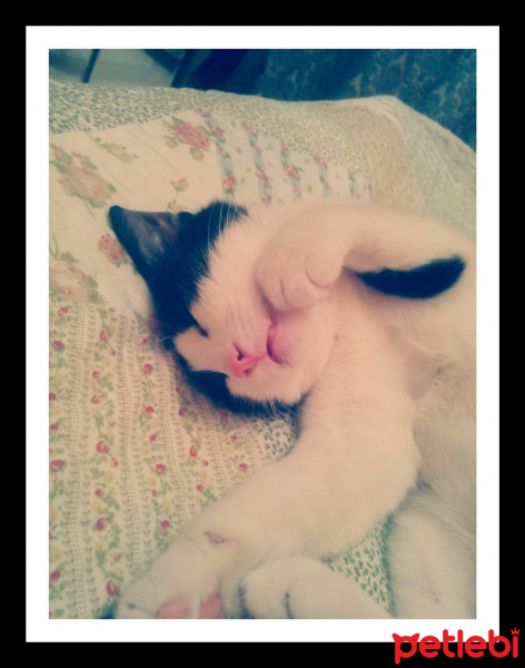 Tekir Kedi, Kedi  cambaz fotoğrafı