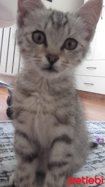Tekir Kedi, Kedi  Gümüş fotoğrafı