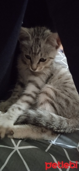 Tekir Kedi, Kedi  Gümüş fotoğrafı