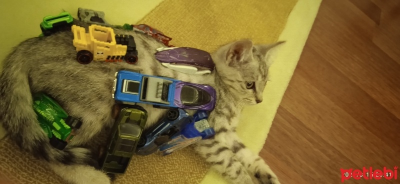 Tekir Kedi, Kedi  Gümüş fotoğrafı