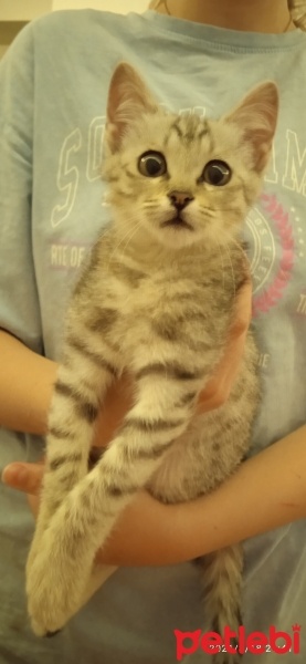 Tekir Kedi, Kedi  Gümüş fotoğrafı