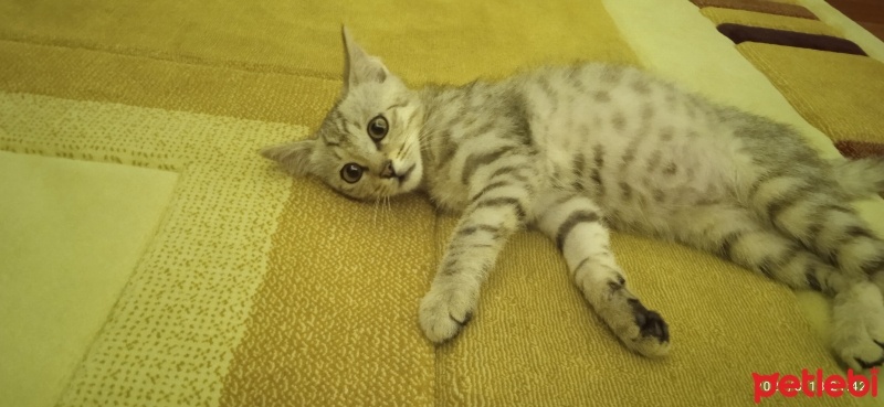Tekir Kedi, Kedi  Gümüş fotoğrafı