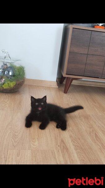 British Shorthair, Kedi  kara böcük fotoğrafı