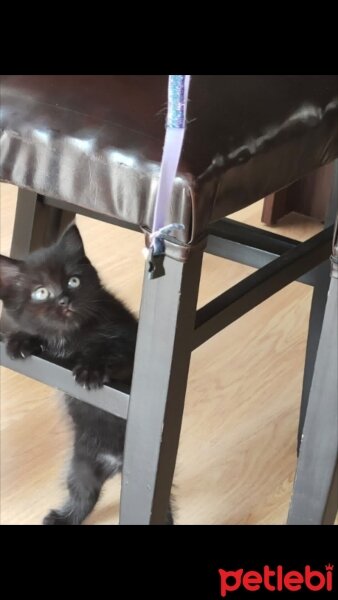 British Shorthair, Kedi  kara böcük fotoğrafı