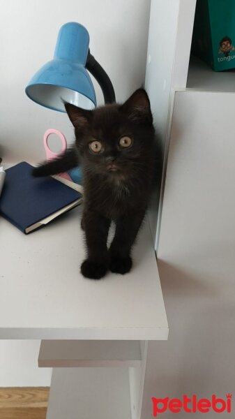 British Shorthair, Kedi  kara böcük fotoğrafı