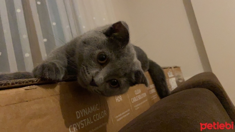 Scottish Fold, Kedi  Olie fotoğrafı