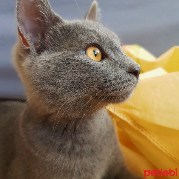 Mavi Rus, Kedi  Gölge fotoğrafı