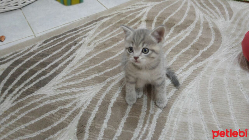 British Shorthair, Kedi  Rıza  fotoğrafı