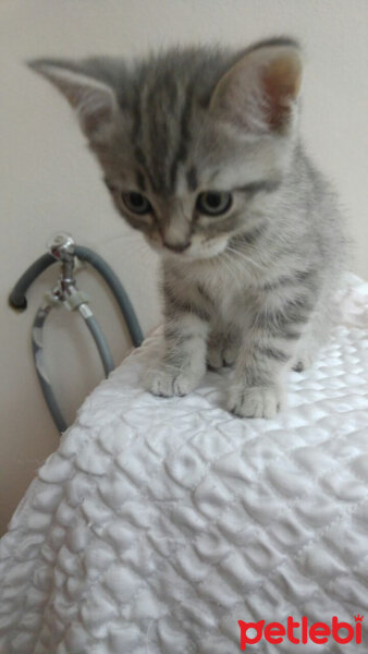 British Shorthair, Kedi  Rıza  fotoğrafı