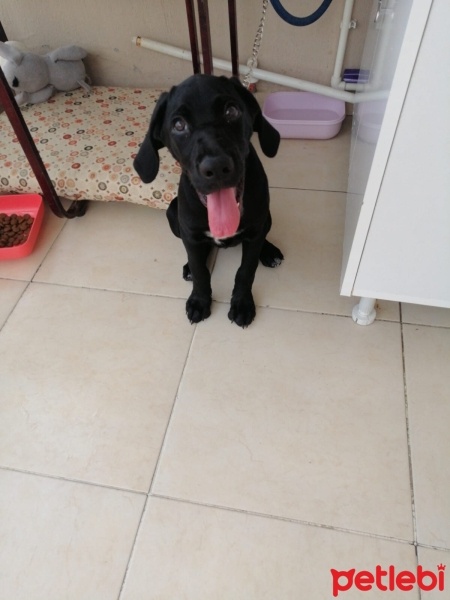 Pointer, Köpek  Dolly fotoğrafı