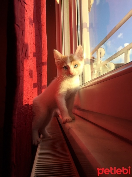 Van Kedisi, Kedi  Gumball fotoğrafı