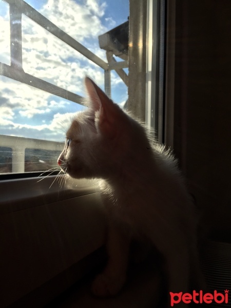 Van Kedisi, Kedi  Gumball fotoğrafı
