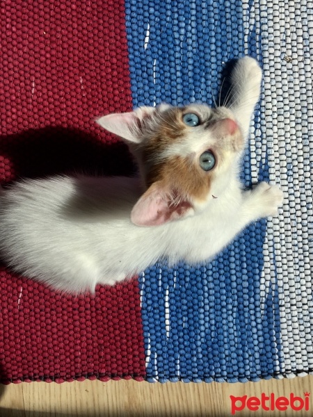 Van Kedisi, Kedi  Gumball fotoğrafı