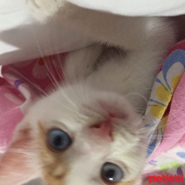 Van Kedisi, Kedi  Gumball fotoğrafı