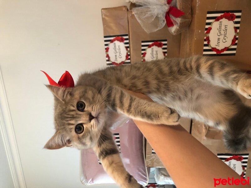 British Shorthair, Kedi  Lina fotoğrafı