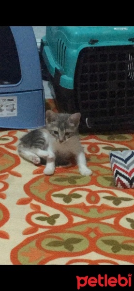 Tekir Kedi, Kedi  Boncuk fotoğrafı
