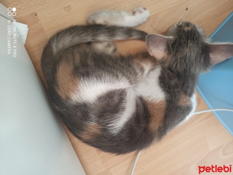 Tekir Kedi, Kedi  Boncuk fotoğrafı