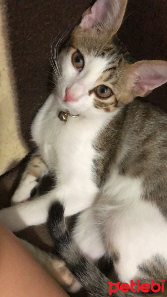 Tekir Kedi, Kedi  Paşa fotoğrafı