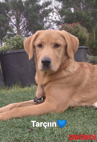 Labrador Retriever, Köpek  Tarçın fotoğrafı