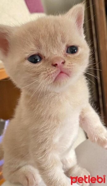 Scottish Fold, Kedi  Latte fotoğrafı