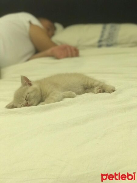 Scottish Fold, Kedi  Latte fotoğrafı