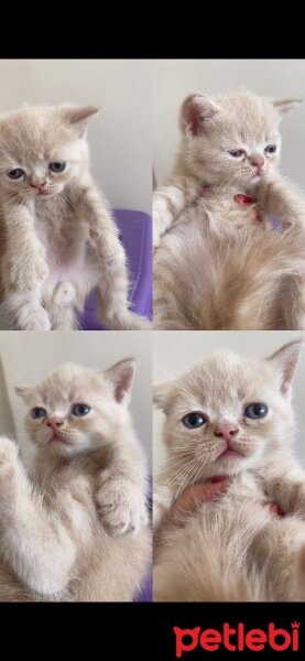 Scottish Fold, Kedi  Latte fotoğrafı