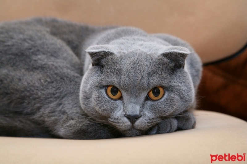 Scottish Fold, Kedi  Zilli fotoğrafı