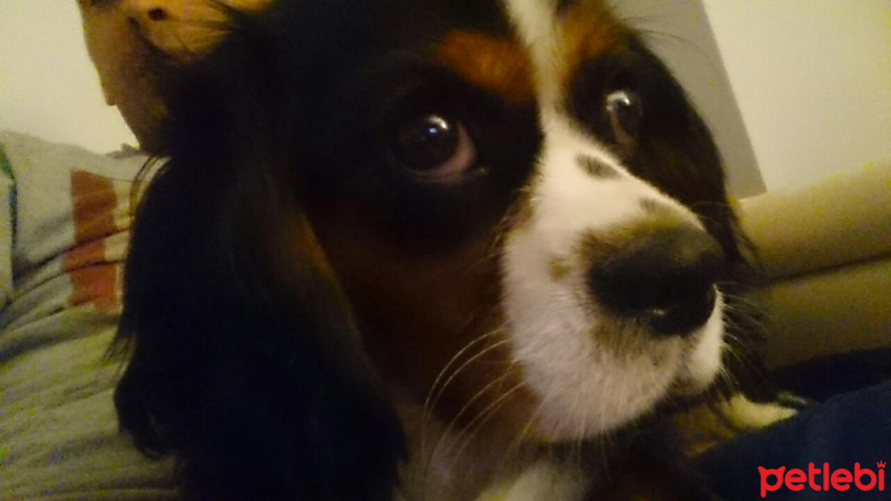 Cavalier King Charles Spanieli, Köpek  Alex fotoğrafı