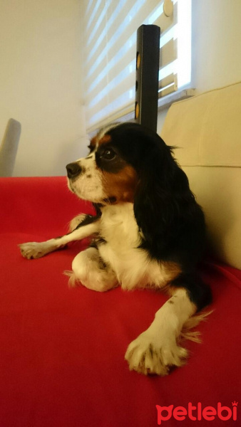 Cavalier King Charles Spanieli, Köpek  Alex fotoğrafı