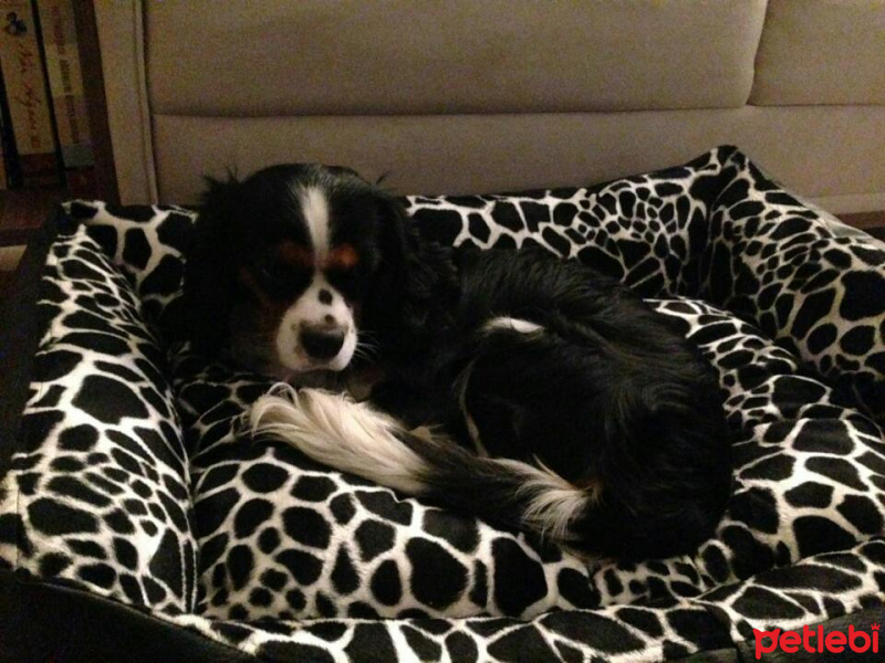 Cavalier King Charles Spanieli, Köpek  Alex fotoğrafı