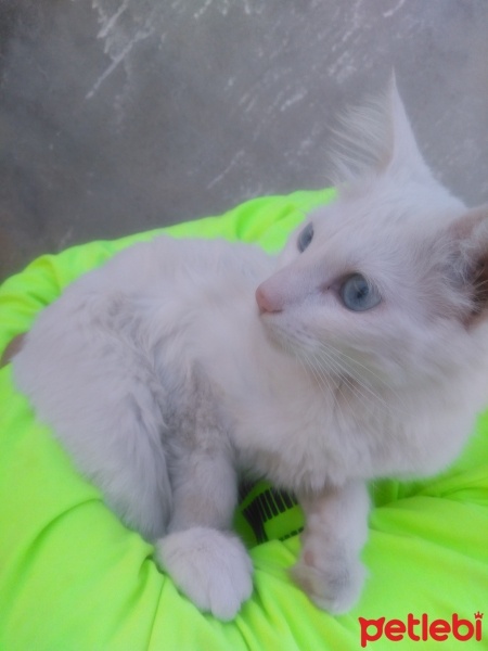 Ankara Kedisi, Kedi  Prenses fotoğrafı