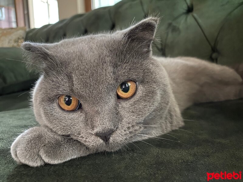 British Shorthair, Kedi  Fumar fotoğrafı