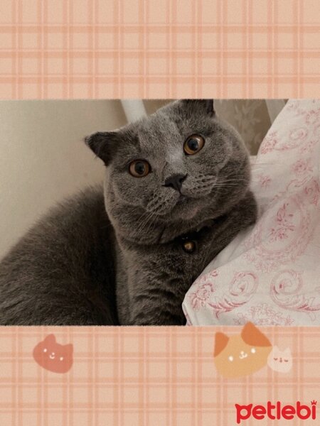 British Shorthair, Kedi  Fumar fotoğrafı