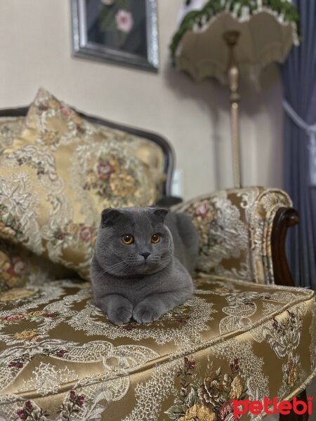 British Shorthair, Kedi  Fumar fotoğrafı