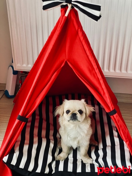 Pekingese, Köpek  Linda fotoğrafı