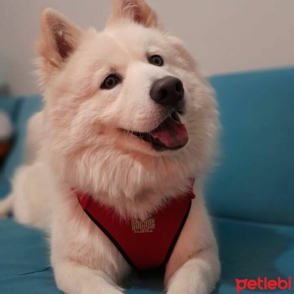 Samoyed, Köpek  Teddy fotoğrafı