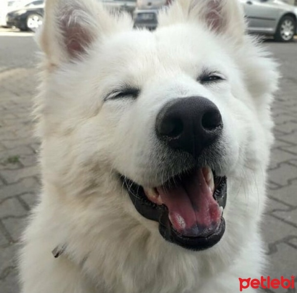 Samoyed, Köpek  Teddy fotoğrafı