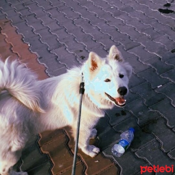 Samoyed, Köpek  Teddy fotoğrafı