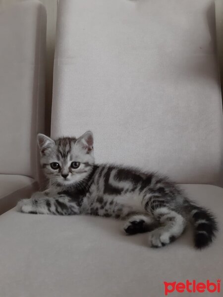 British Shorthair, Kedi  Iana fotoğrafı