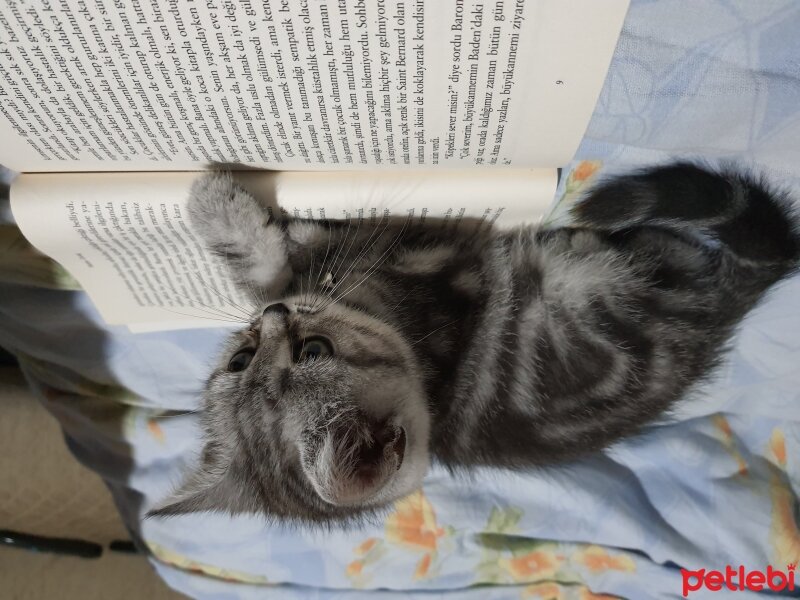 British Shorthair, Kedi  Iana fotoğrafı