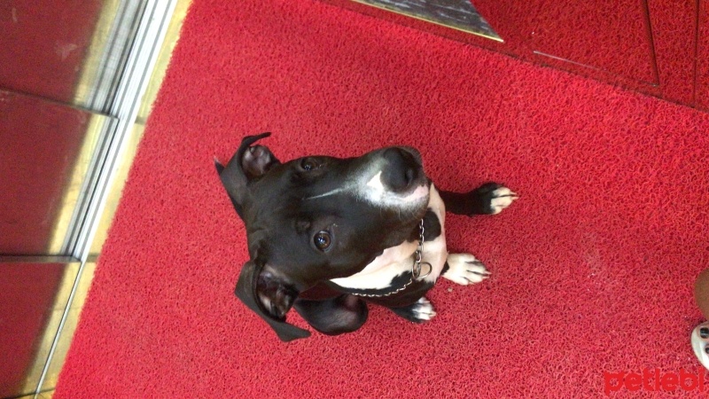 Amerikan Staffordshire Terrier, Köpek  Maça fotoğrafı