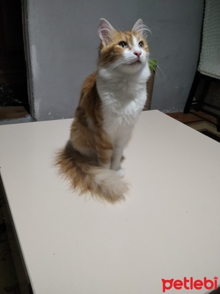 Sarman, Kedi  Ponçik fotoğrafı