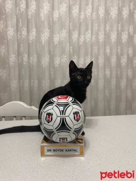 Tekir Kedi, Kedi  Gece fotoğrafı