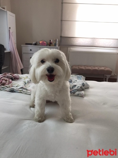 Maltese, Köpek  pamuk fotoğrafı