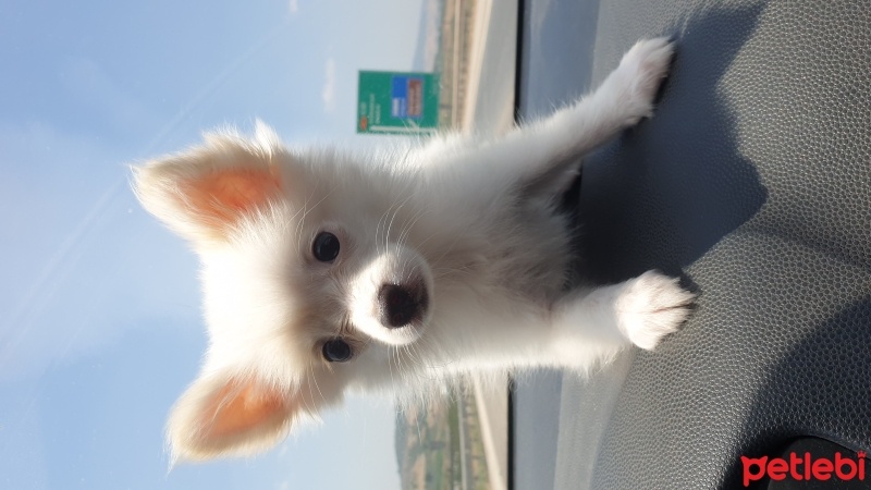 Pomeranyalı, Köpek  Yuna fotoğrafı